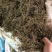 中药材今年新货小飞扬草
