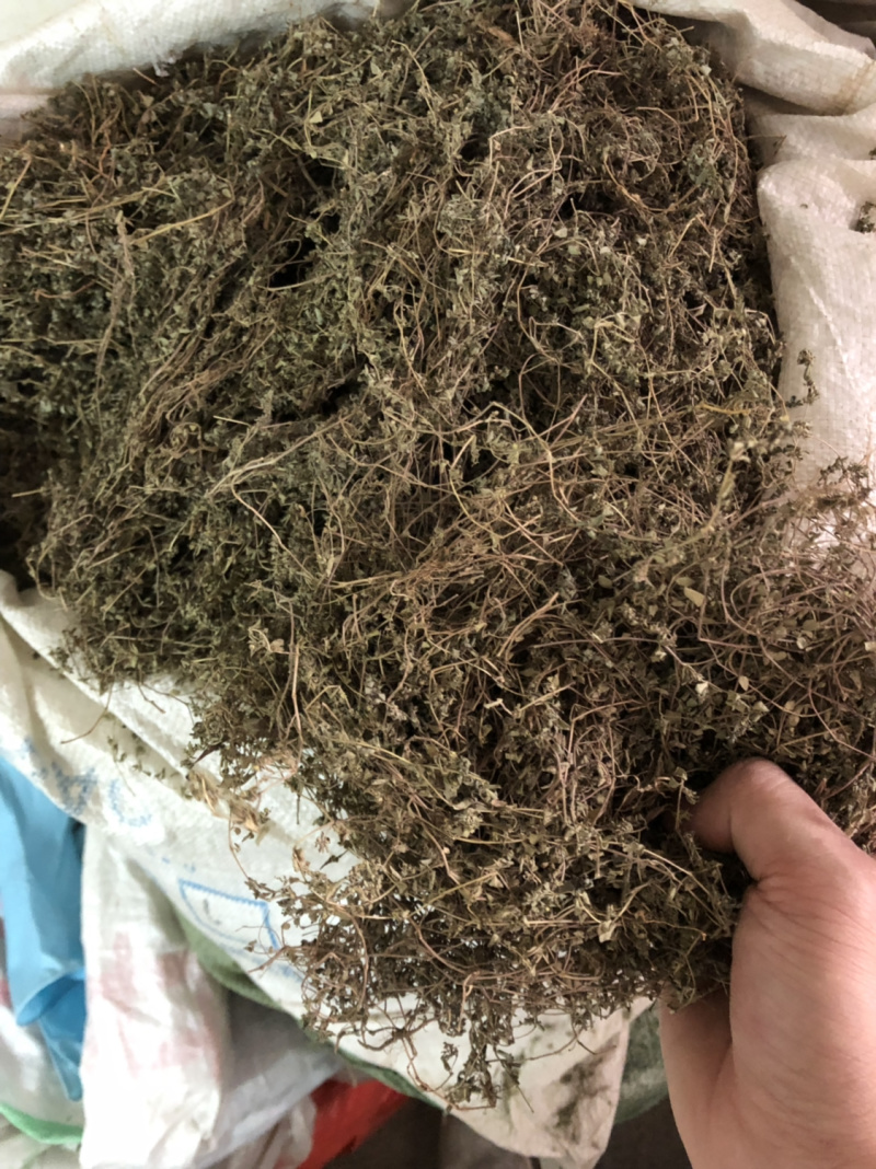 中药材今年新货小飞扬草