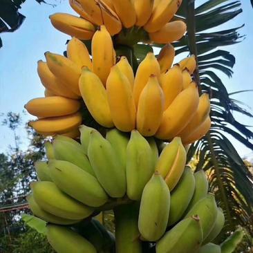 广西北海涠洲火山岛香蕉小米蕉