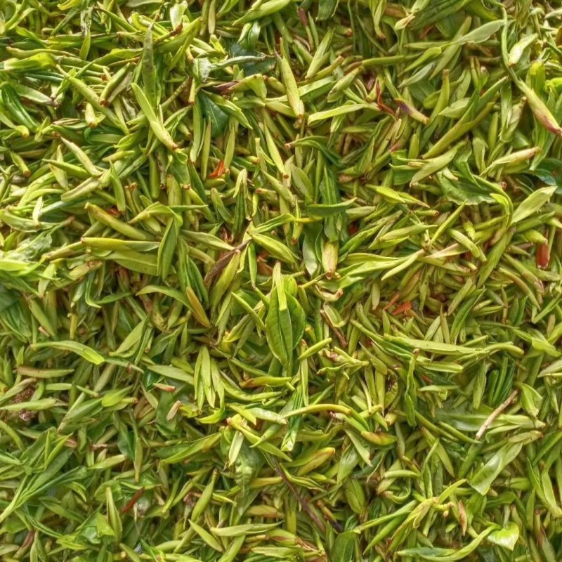 岛里古茶