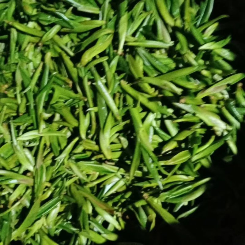 岛里古茶