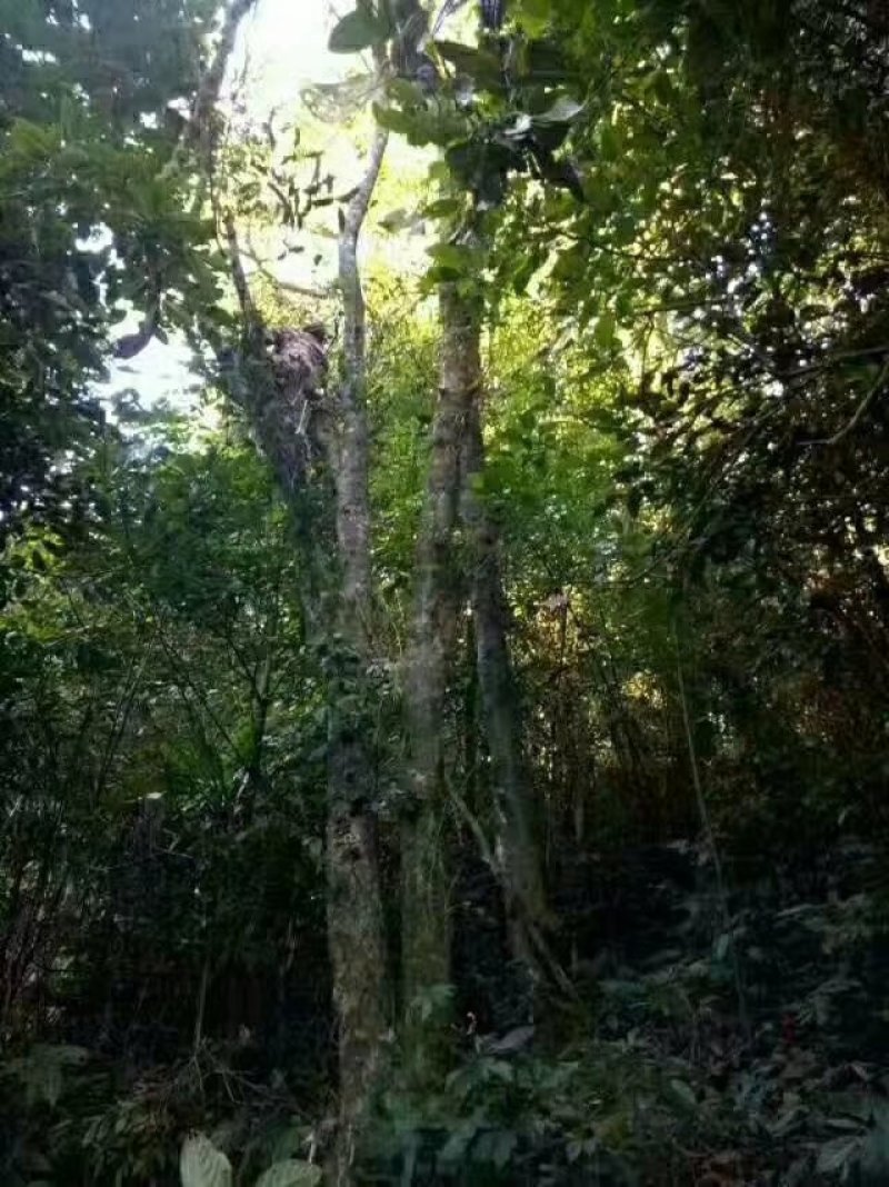 岛里古茶