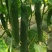 益农合作社，常年供应。各类瓜果蔬菜。