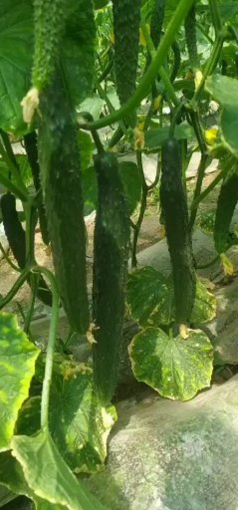益农合作社，常年供应。各类瓜果蔬菜。