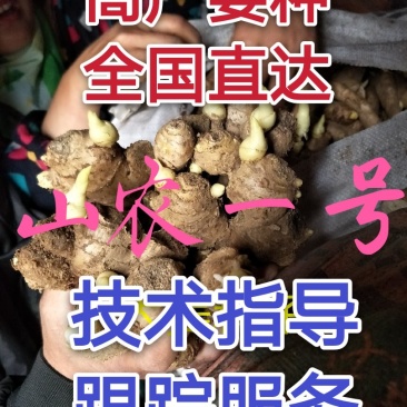 生姜种批发山农一号高产王全国发货技术指导