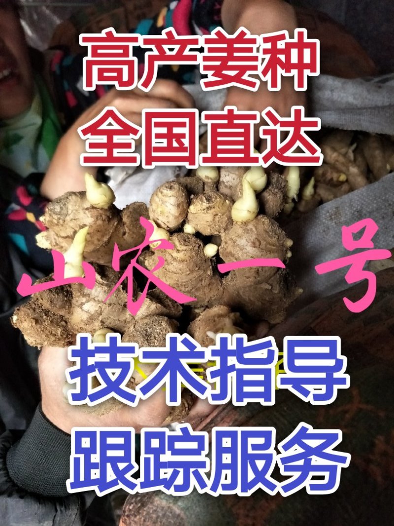 生姜种批发山农一号高产王全国发货技术指导