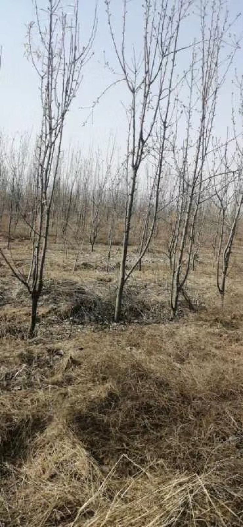 大量供应占地梨树，各种梨树，各种规格，树形好，成活率高