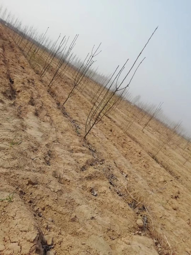 大量供应占地梨树，各种梨树，各种规格，树形好，成活率高