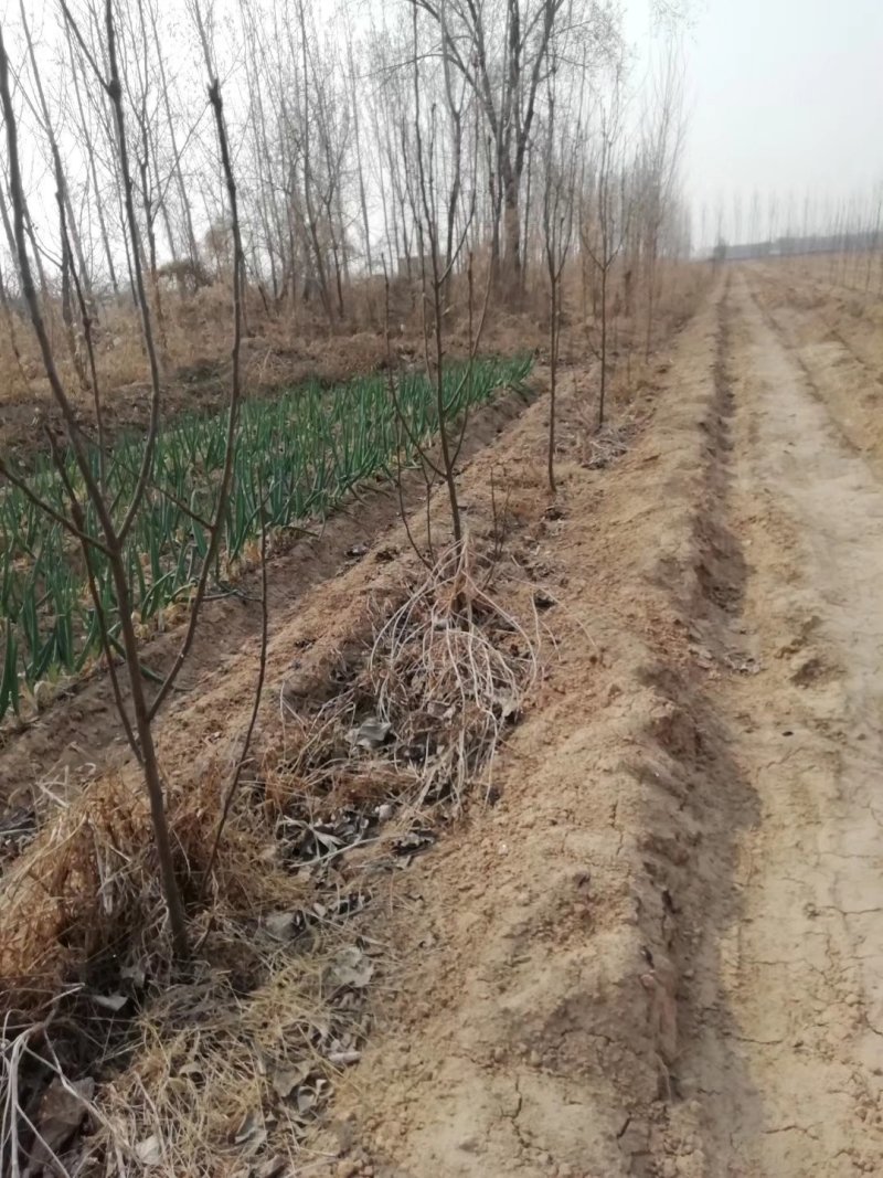 大量供应占地梨树，各种梨树，各种规格，树形好，成活率高
