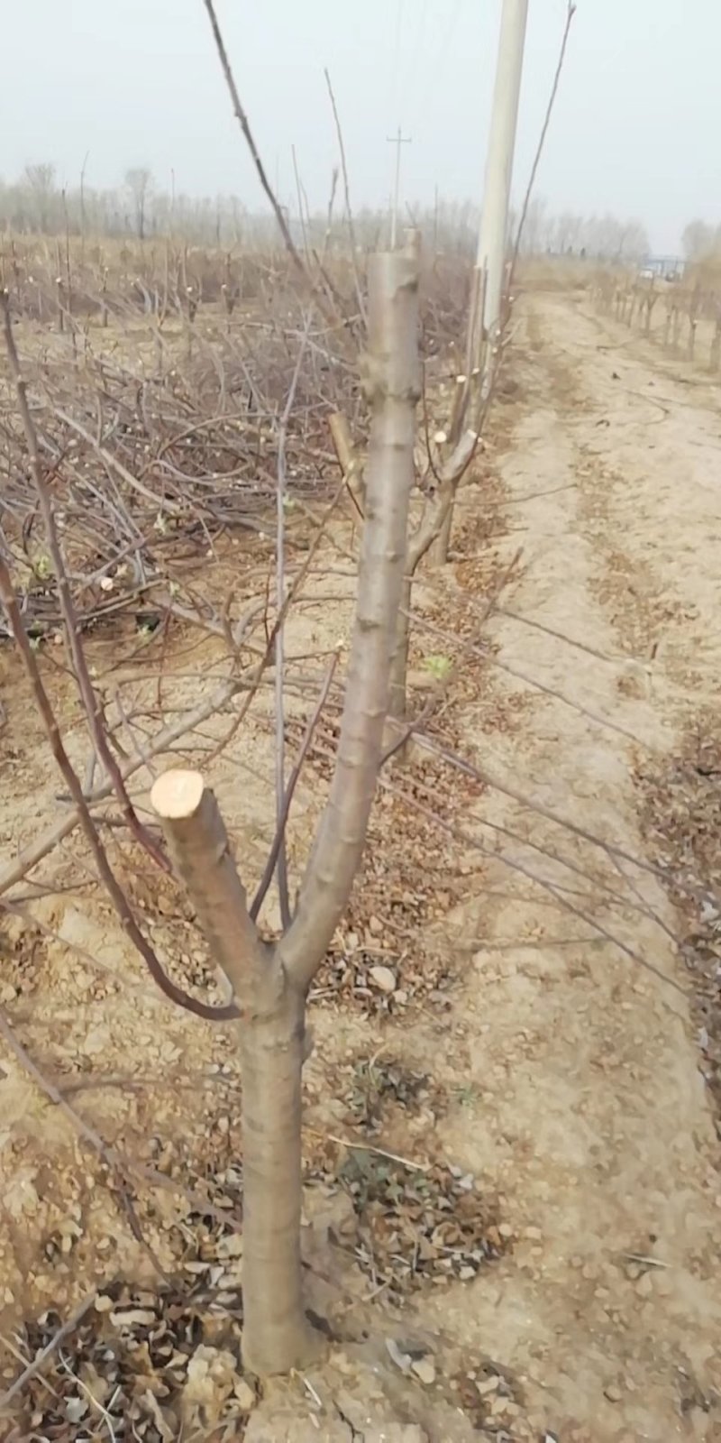 大量供应占地梨树，各种梨树，各种规格，树形好，成活率高