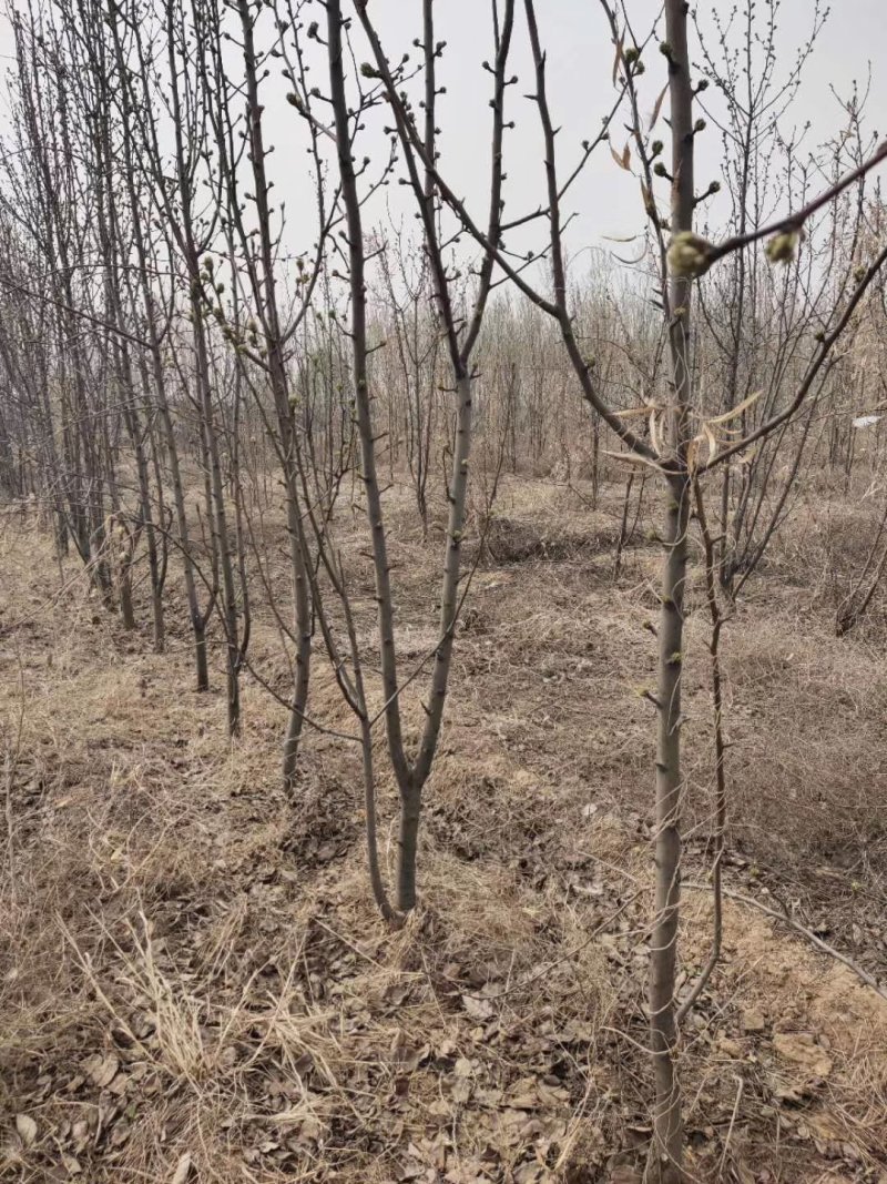 大量供应占地梨树，各种梨树，各种规格，树形好，成活率高