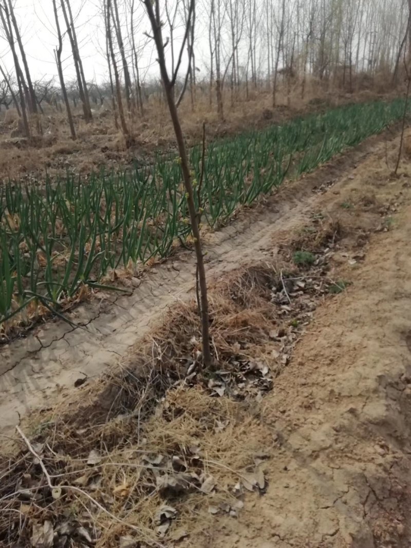 大量供应占地梨树，各种梨树，各种规格，树形好，成活率高