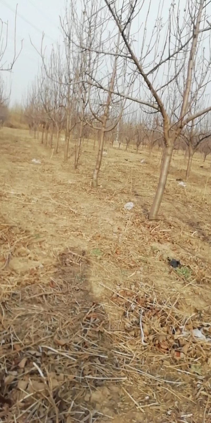 大量供应占地梨树，各种梨树，各种规格，树形好，成活率高