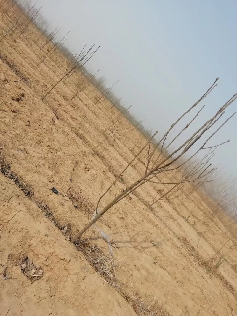 大量供应占地梨树，各种梨树，各种规格，树形好，成活率高