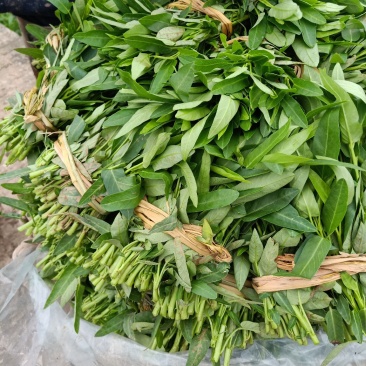 叶菜类