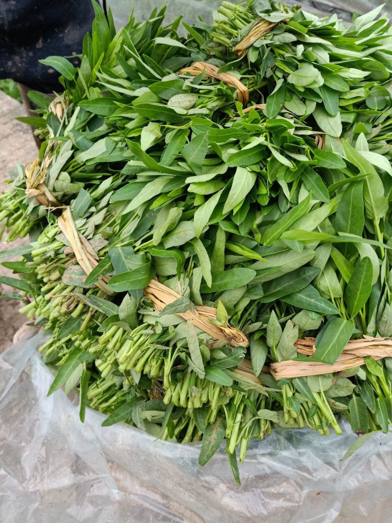 叶菜类
