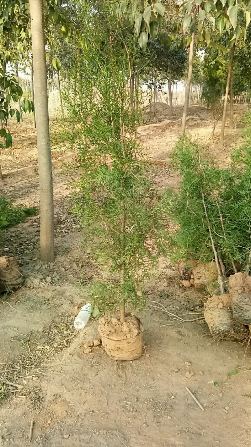 (热销)河南武陟杯装侧柏，营养袋侧柏，货源充足，全国发货