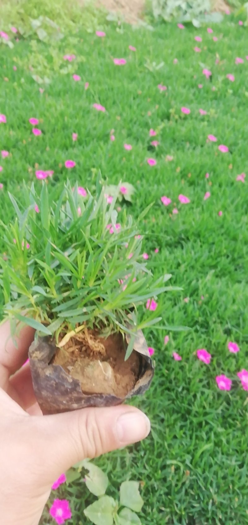 欧石竹