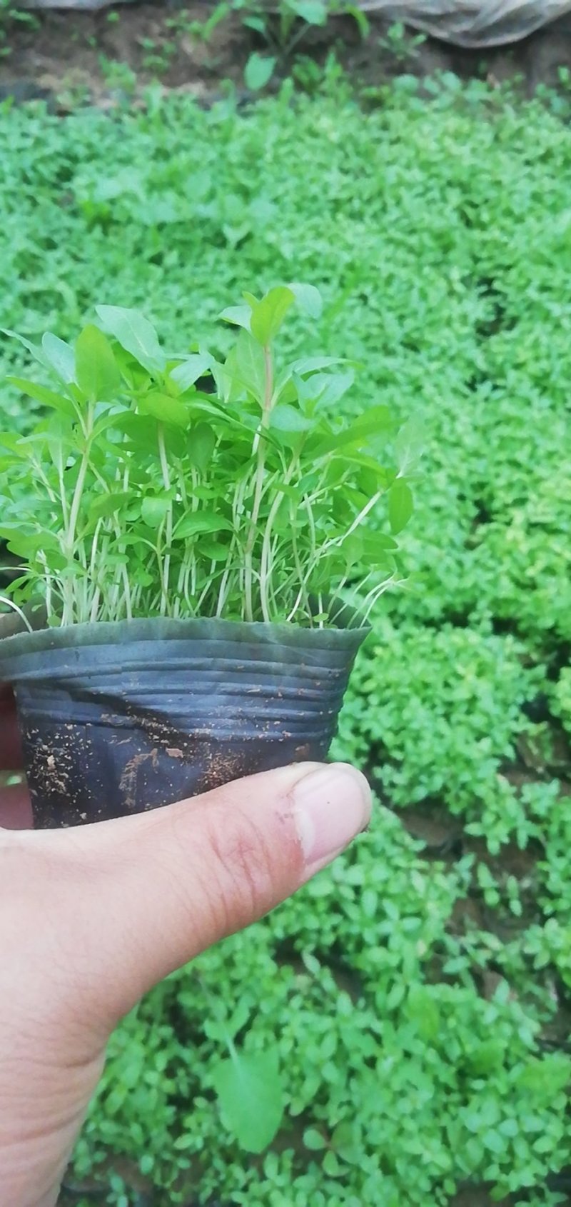 千屈菜