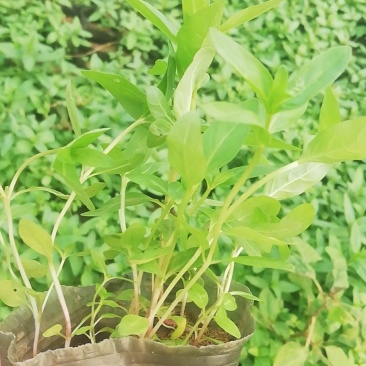 千屈菜