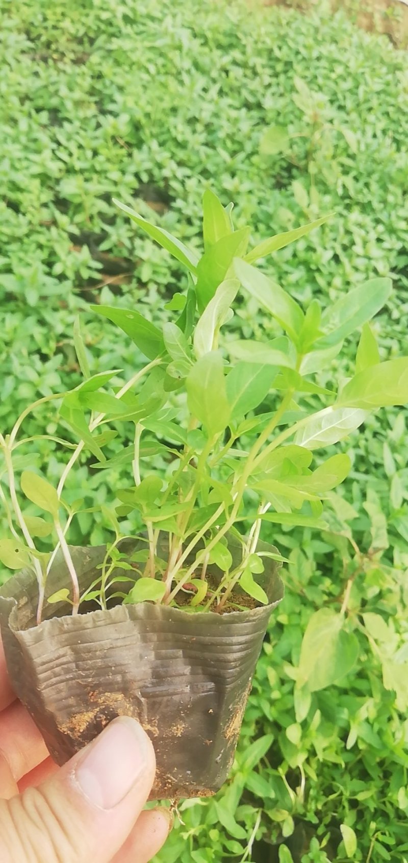 千屈菜