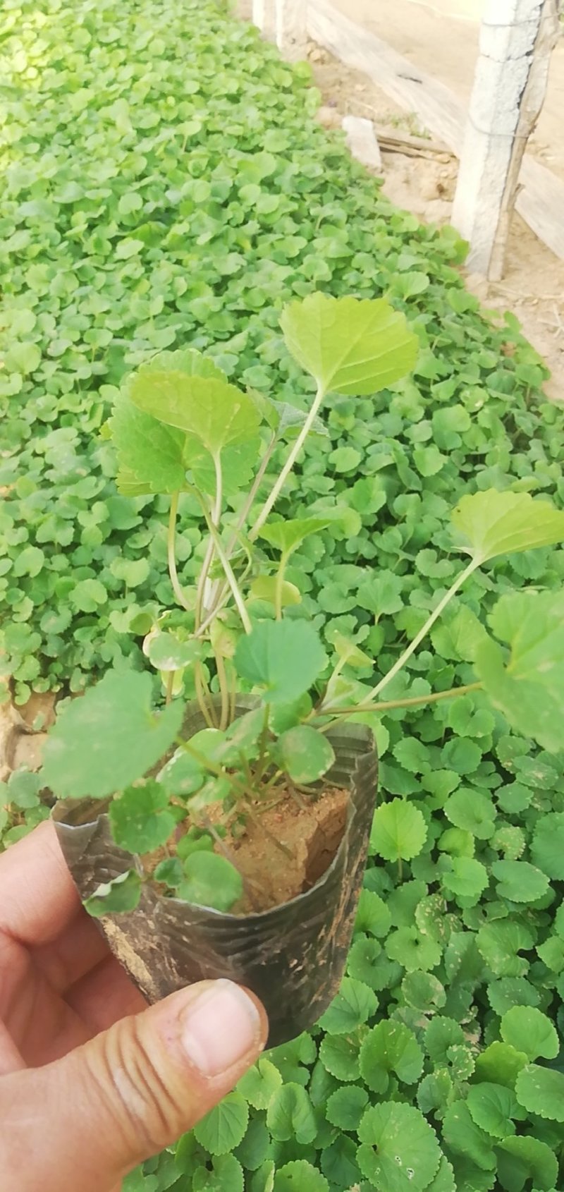 二月兰