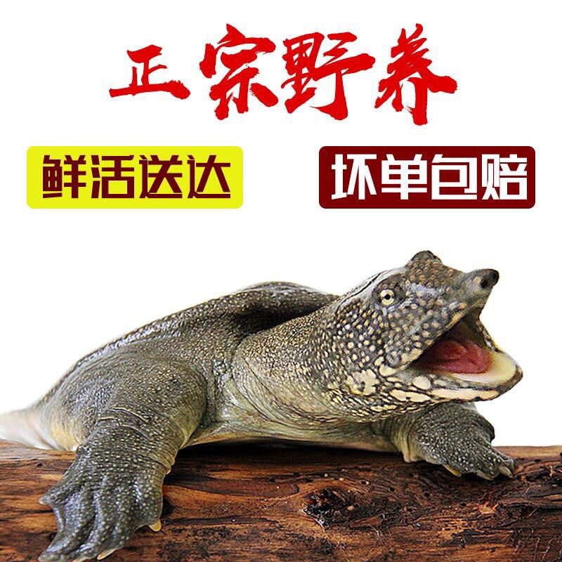 甲鱼活体生鲜活甲鱼老海鲜滋补品生态团水鱼水产品王八批发