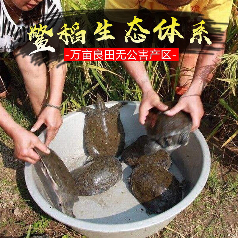 甲鱼活体生鲜活甲鱼老海鲜滋补品生态团水鱼水产品王八批发