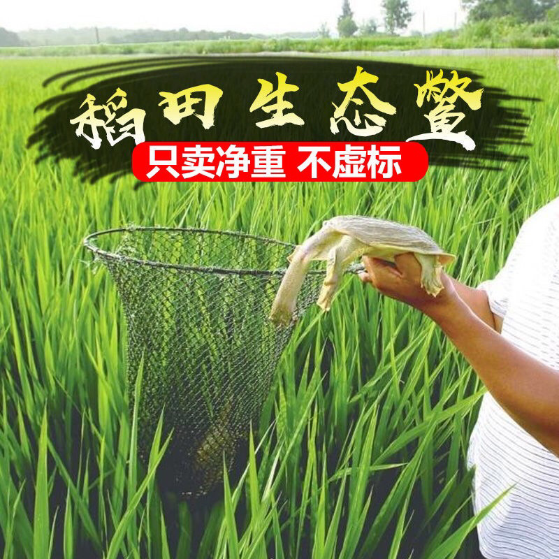 甲鱼活体生鲜活甲鱼老海鲜滋补品生态团水鱼水产品王八批发