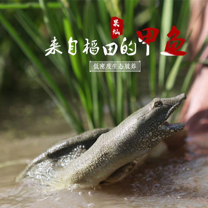 甲鱼活体生鲜活甲鱼老海鲜滋补品生态团水鱼水产品王八批发