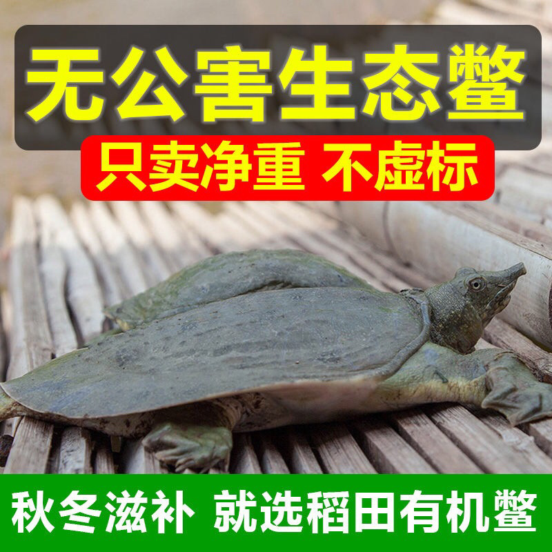 甲鱼活体生鲜活甲鱼老海鲜滋补品生态团水鱼水产品王八批发