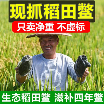 甲鱼活体生鲜活甲鱼老海鲜滋补品生态团水鱼水产品王八批发