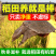 甲鱼活体生鲜活甲鱼老海鲜滋补品生态团水鱼水产品王八批发
