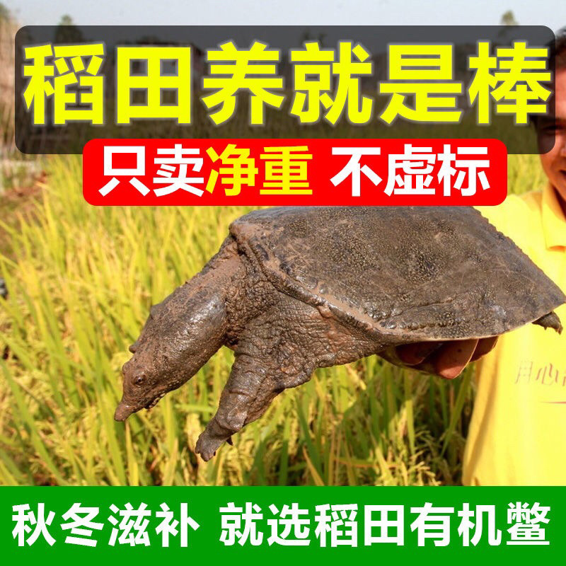 甲鱼活体生鲜活甲鱼老海鲜滋补品生态团水鱼水产品王八批发