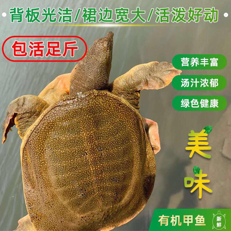 甲鱼活体生鲜活甲鱼老海鲜滋补品生态团水鱼水产品王八批发