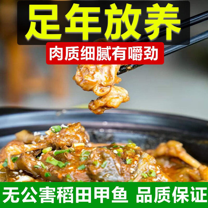甲鱼活体生鲜活甲鱼老海鲜滋补品生态团水鱼水产品王八批发