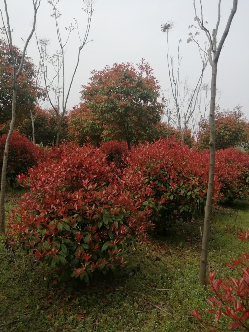 湖北孝感，红叶石楠球一米五以上，大量出售，