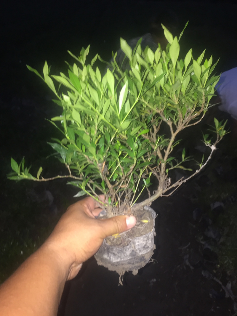 供应大中小叶栀子花大杯苗