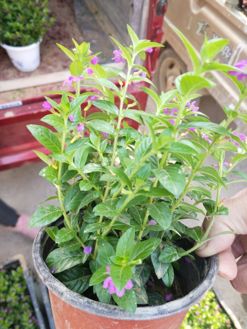 满天星，婚纱满天星好管理花期长颜色鲜艳价格合理