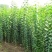 辽宁开原桃叶卫矛小苗金叶丝棉木工程苗1-8公分繁育基地