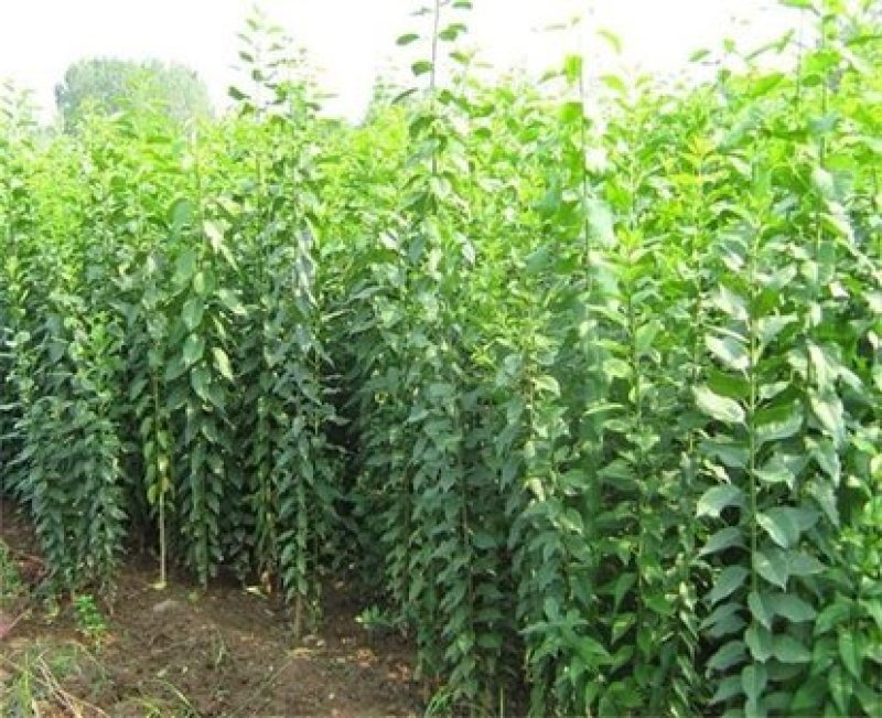 辽宁开原桃叶卫矛小苗金叶丝棉木工程苗1-8公分繁育基地