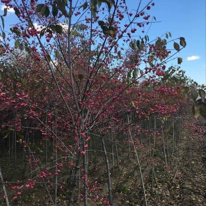 辽宁开原桃叶卫矛小苗金叶丝棉木工程苗1-8公分繁育基地