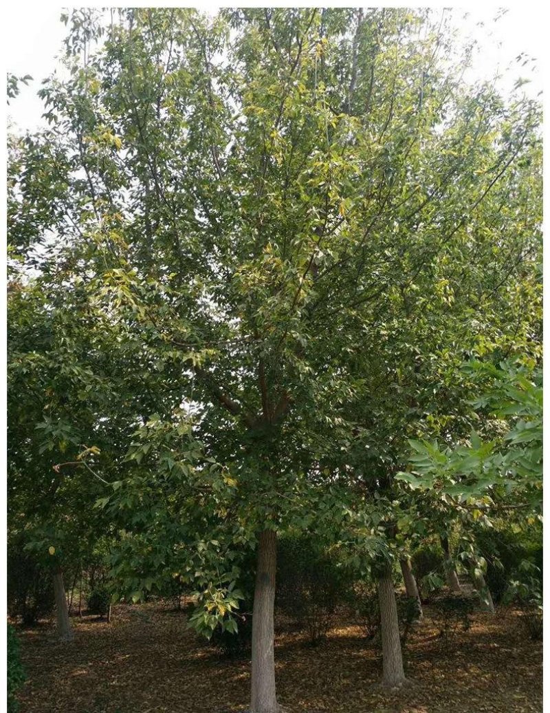 辽宁开原桃叶卫矛小苗金叶丝棉木工程苗1-8公分繁育基地