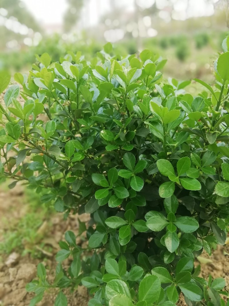 湖北孝感，大量出售优质价廉的大叶黄杨