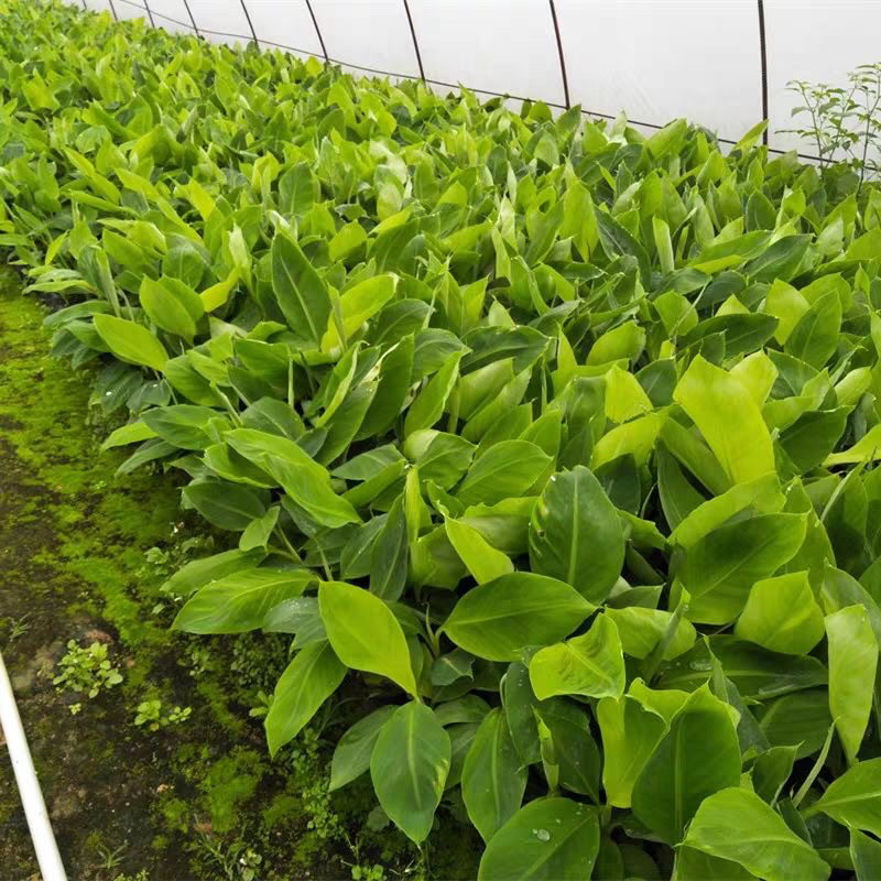 包邮正品【广西灵山威廉斯B6香蕉粉蕉】营养杯苗/直销