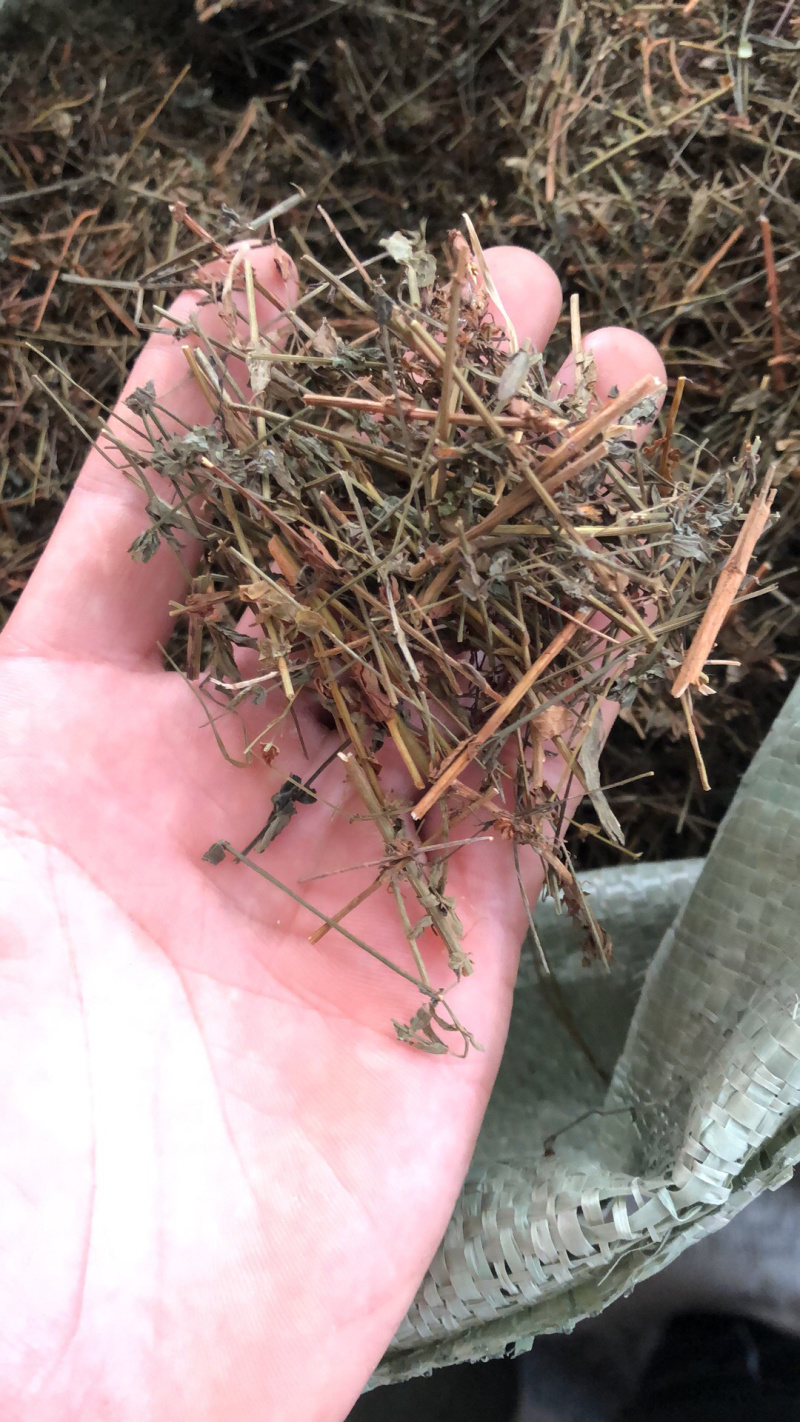 新货广西软肝草条子切片都有