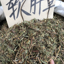 新货广西软肝草条子切片都有