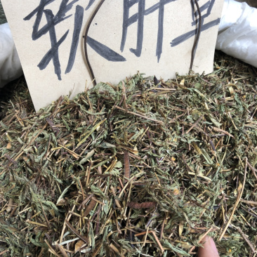 新货广西软肝草条子切片都有