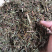 新货广西软肝草条子切片都有