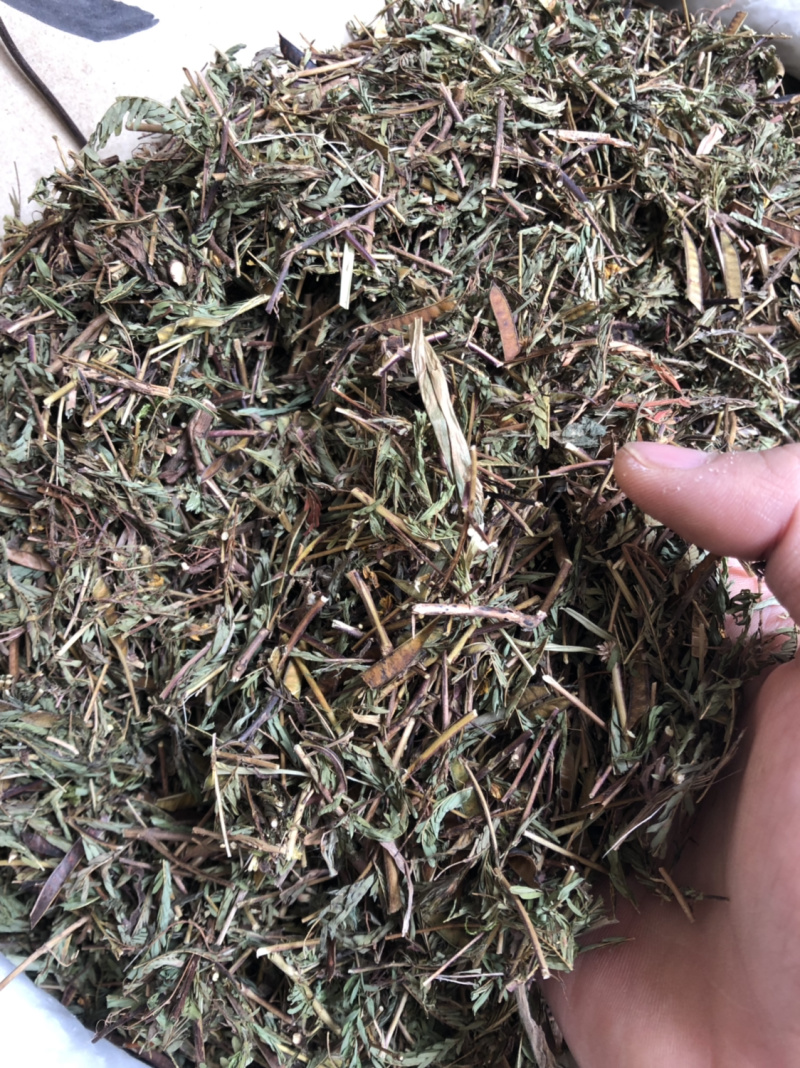 新货广西软肝草条子切片都有